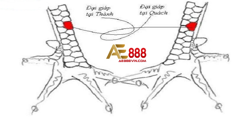 Vảy Đại Giáp - vảy gà độc